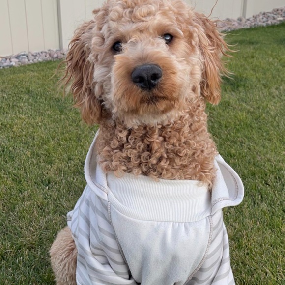 Meet your Posher, Ally - Picture 3 of 7